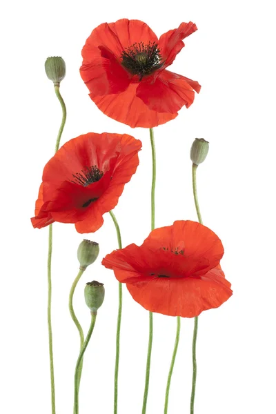 Poppy — Stock Photo, Image