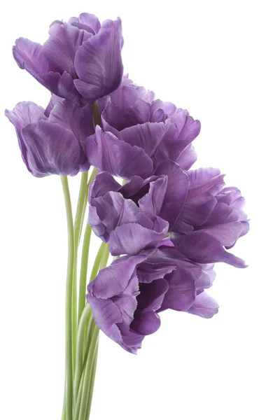 Tulipano — Foto Stock