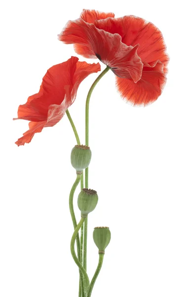 Poppy — Stock Photo, Image