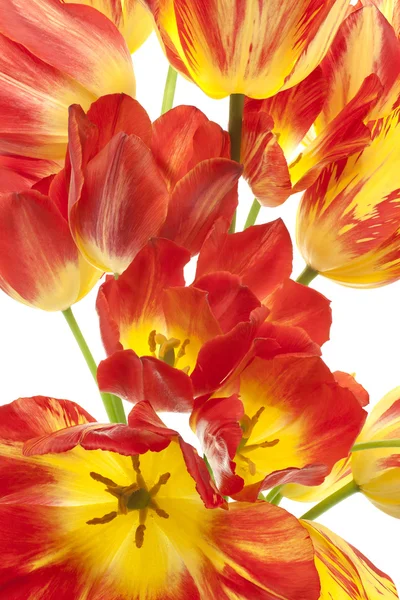 Tulip — Stock Photo, Image