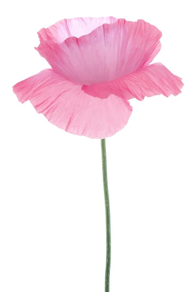 Poppy — Stock Photo, Image