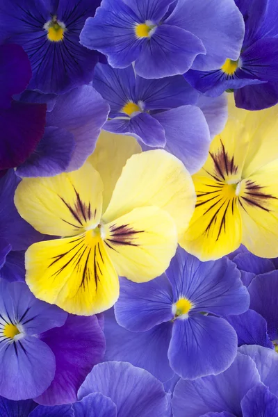 Pansy. —  Fotos de Stock