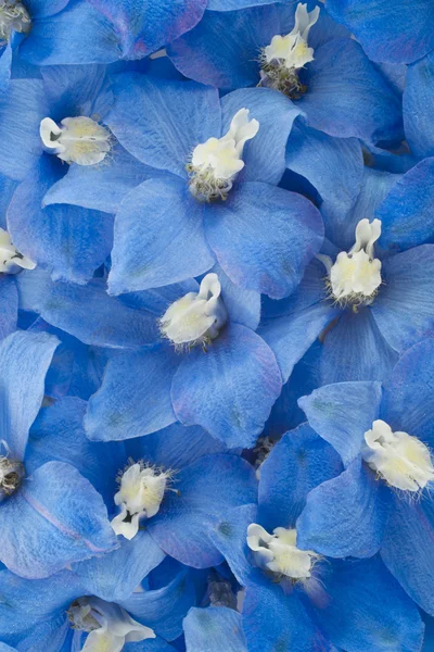 Delphinium Stockfoto