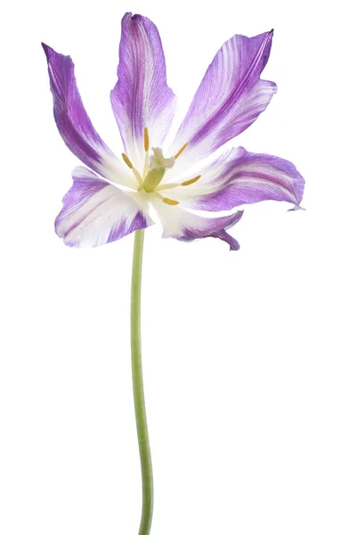 Tulip — Stock Photo, Image