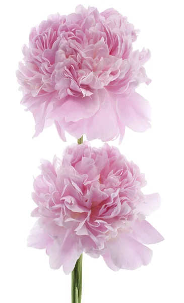 Peonia — Foto Stock