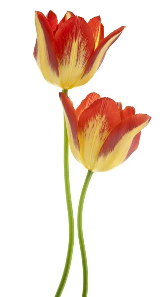 Tulipan – stockfoto