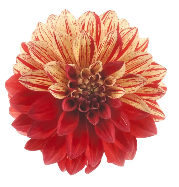 Dahlia. — Foto de Stock