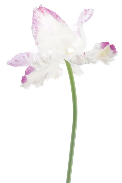 Tulpe — Stockfoto