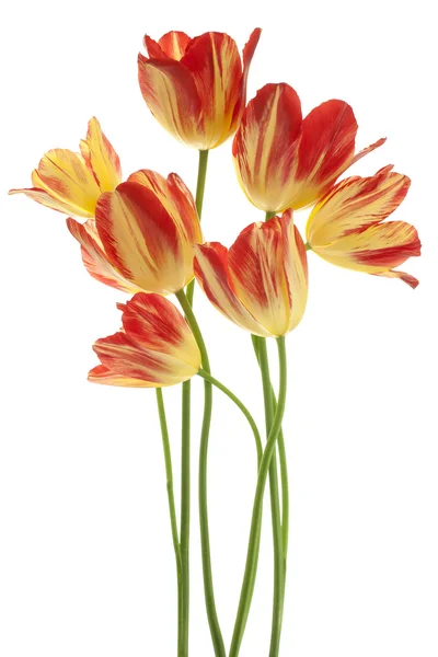 Tulip — Stock Photo, Image