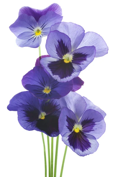 Pansy... — Fotografia de Stock