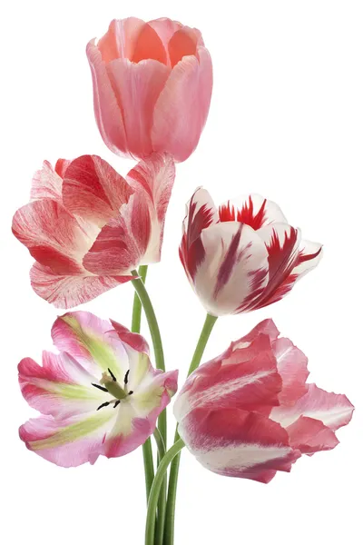 Tulipano — Foto Stock