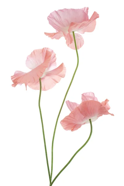 Poppy — Stock Photo, Image