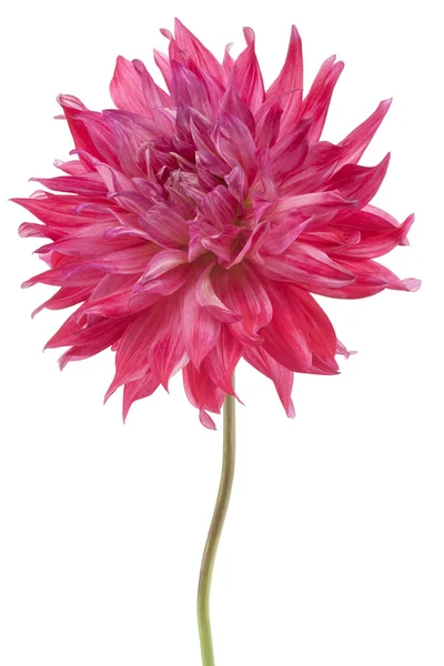 Dahlia — Stockfoto