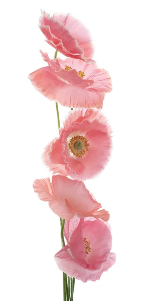 Mohn — Stockfoto