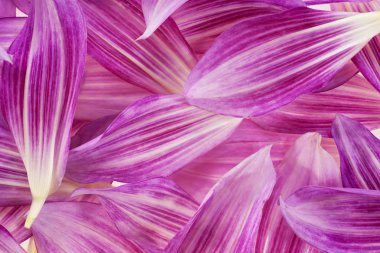 yıldız çiçeği yaprakları