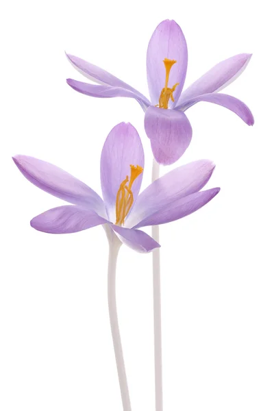 Crocus — Stockfoto