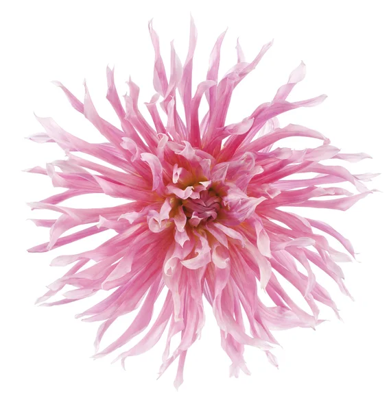 Dahlia — Stock Photo, Image