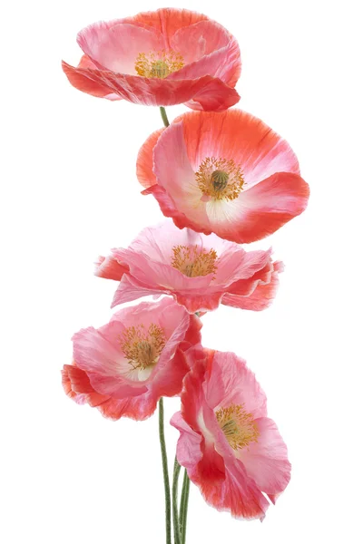 Papaver — Stockfoto