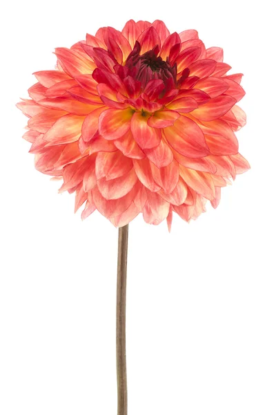 Dahlia. — Foto de Stock