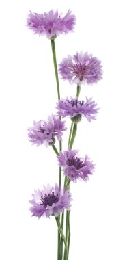 Peygamber Çiçeği