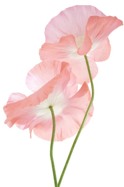 Poppy — Stock Photo, Image