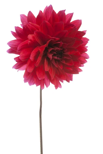 Dahlia — Stockfoto