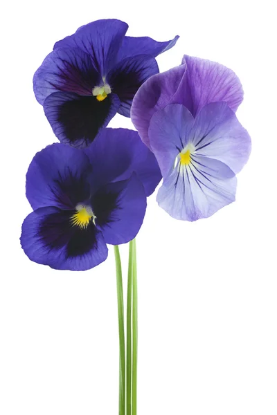 Pansy... — Fotografia de Stock