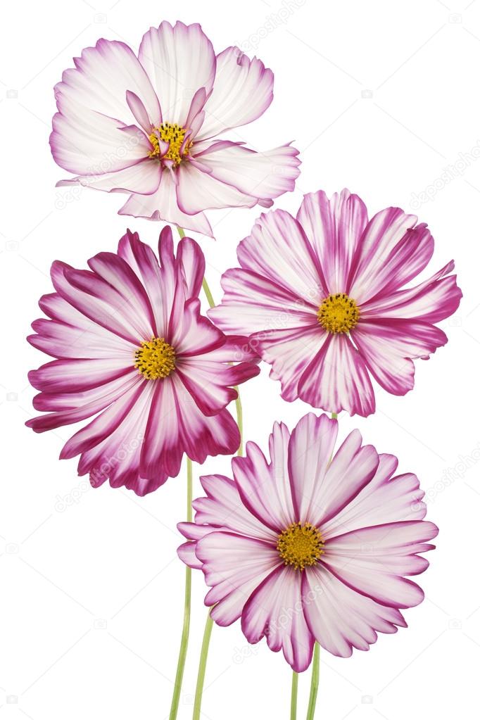 cosmos flower