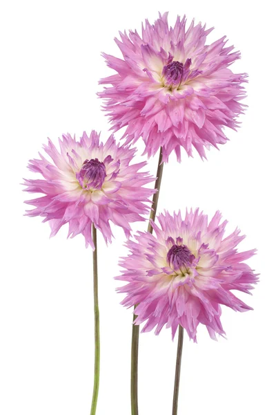 Dahlia. — Foto Stock