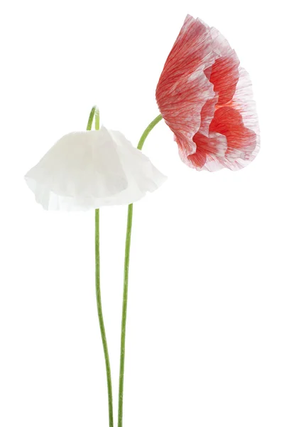 Mohn — Stockfoto