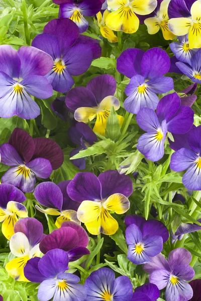 Pansy ! — Photo