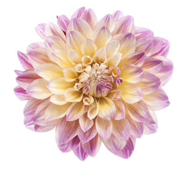 Dahlia — Photo