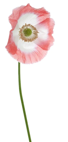 Poppy — Stock Photo, Image