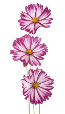 Cosmos çiçek
