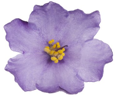 African Violet