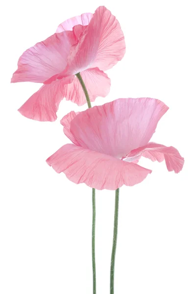 Papaver — Stockfoto