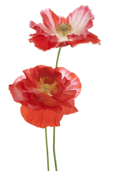 Poppy Royalty Free Stock Photos