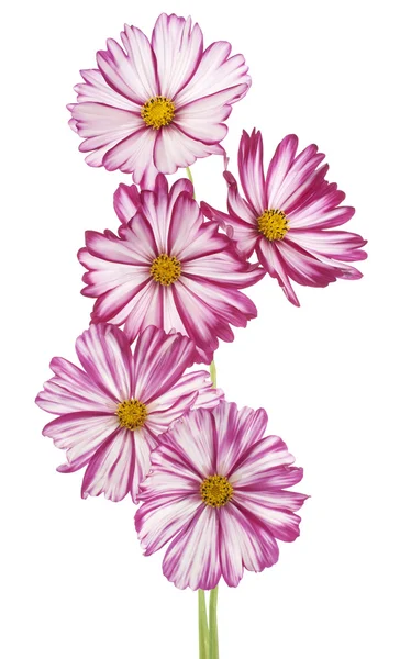 Cosmos flower — Stock Photo, Image