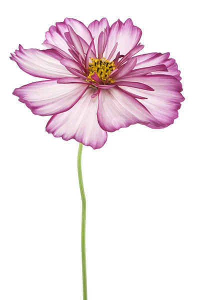 Fiore del cosmo — Foto Stock