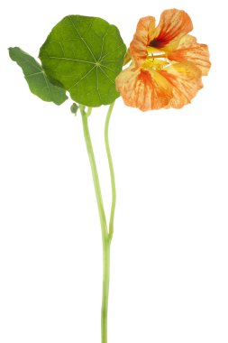 Nasturtium