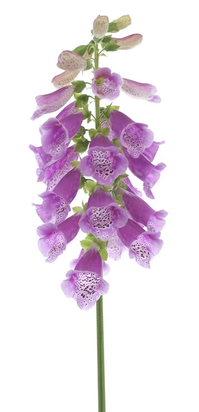 Foxglove — Stock Photo, Image