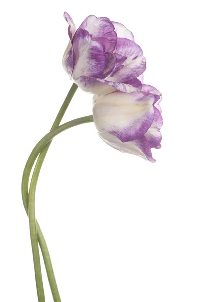 Tulp — Stockfoto