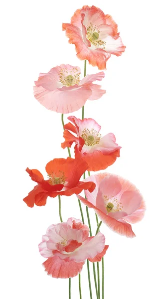 Papaver — Stockfoto