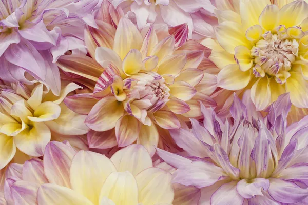 Dahlia — Stockfoto