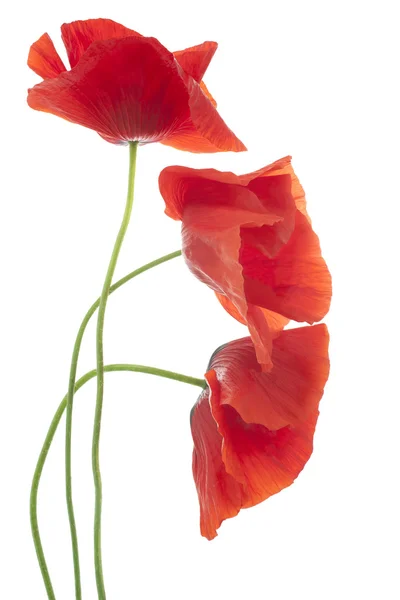 Papaver — Stockfoto