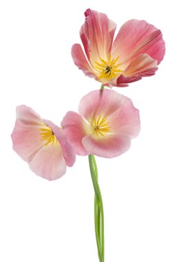 Eschscholzia