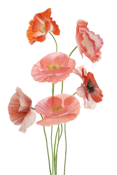 Papaver — Stockfoto