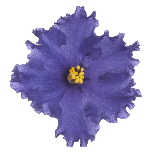 African Violet — Stok fotoğraf