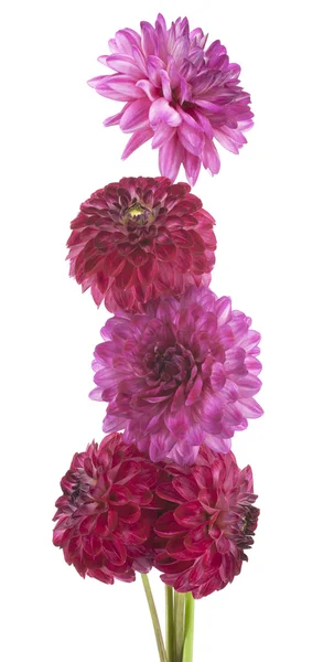 Dahlia — Stock Photo, Image