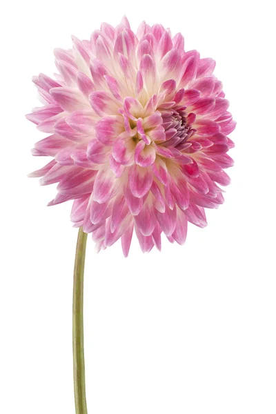 Dahlia. — Fotografia de Stock